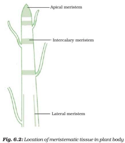 Plant Tissue Meristematic Simple Complex Permanent Tissue Plant