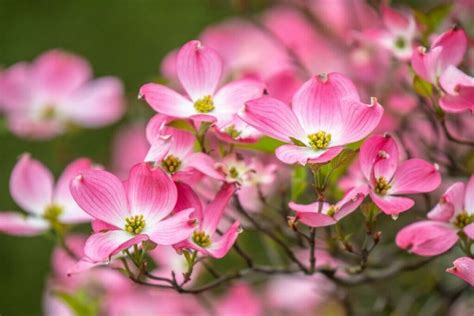 Pink Dogwood Flower Symbolism | Best Flower Site