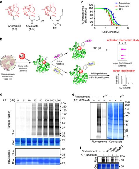 The Chemical Proteomics Approach To Study Artemisinins Mechanism Of