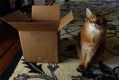 Cats and Boxes - Easiest Interactive Play Ever! - Summer’s Fabulous Cat ...