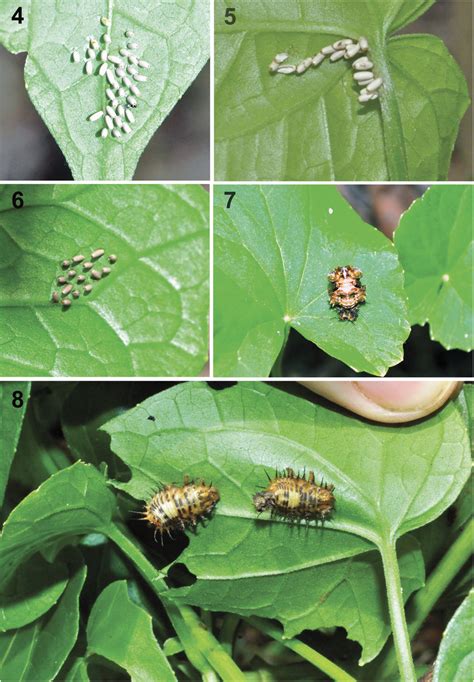 Life Cycle Of Stolas Redtenbacheri Oviposition Of Grouped Eggs