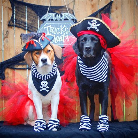 Cuteness So Much More Than Just Pets Pet Halloween Costumes