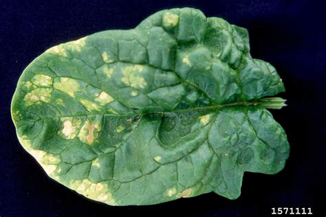 downy mildew (Peronospora farinosa ) on spinach (Spinacia oleracea ...