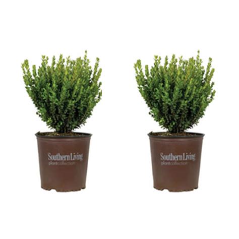 Boxwood Shrubs At