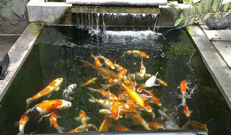 Cara Membuat Air Kolam Ikan Tetap Jernih Secara Organik