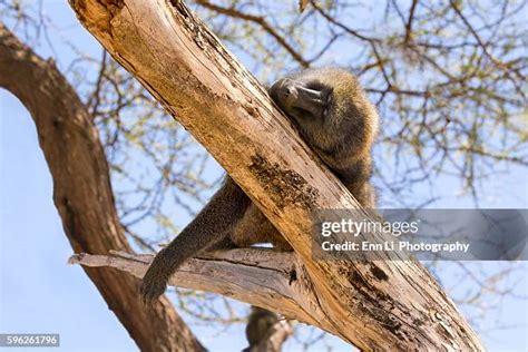 Sleeping Baboon Photos And Premium High Res Pictures Getty Images