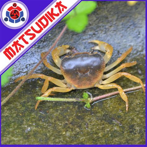 Jual Kepiting Hias Black Fire Crab Geothelphusa Dehaani Paludarium