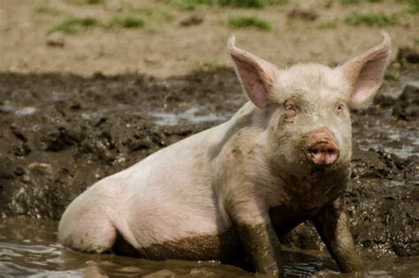 8400 Pig In Mud Stock Photos Pictures And Royalty Free Images Istock