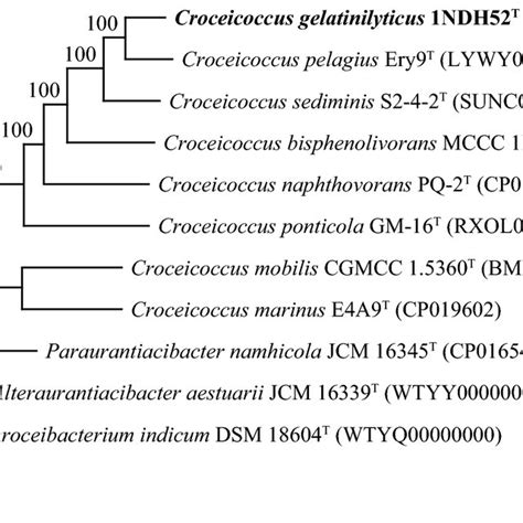 The Phylogenomic Tree Based On Bacterial Core Gene Sets Showing The