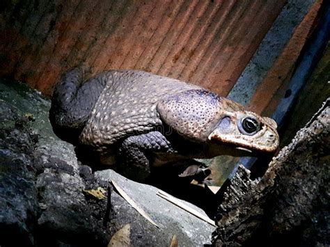 toad stock image image  ancient rica large