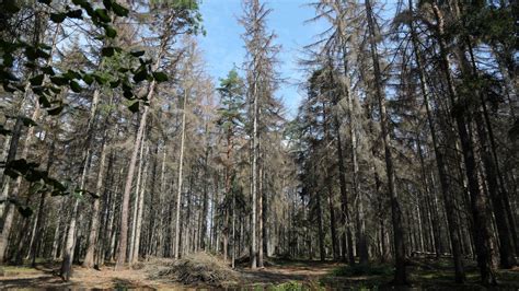 Rettet den Wald Was hilft gegen Trockenheit Schädlinge und Kahlschlag