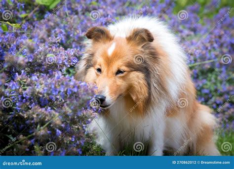 Fluffy Sable White Shetland Sheepdog Little Sheltie Sniffing Blooming