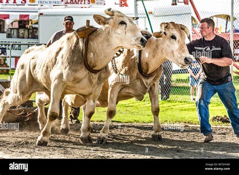 Chiania Draught Oxen Team Pulling Contest At The Connecticut Valley