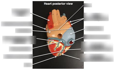 Human Anatomy Unit 5 Heart Posterior View Diagram Quizlet