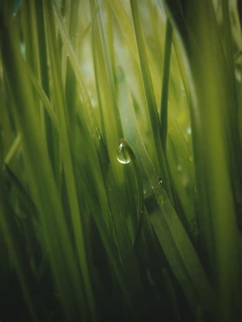 Grass Drop Dew Macro Green Hd Phone Wallpaper Peakpx