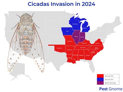 Cicadas Invasion Billions Are Emerging This Year