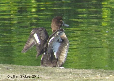 STOKES BIRDING BLOG: Lesser Scaup Identification