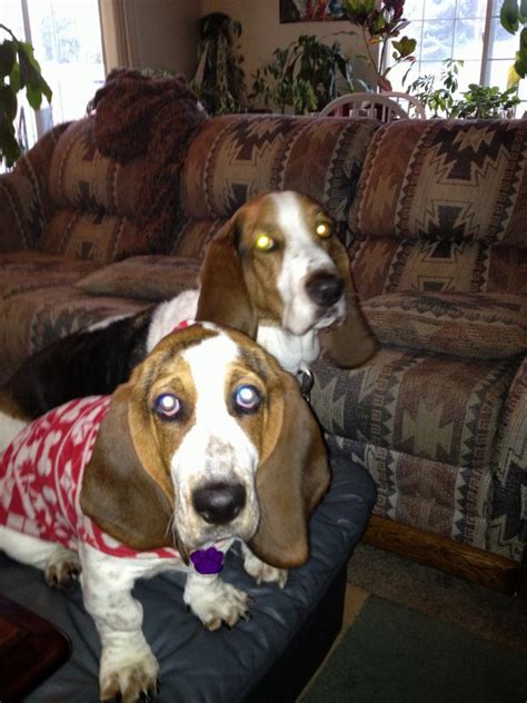 Racer And Olive Basset Hound Pictures Basset Hound World