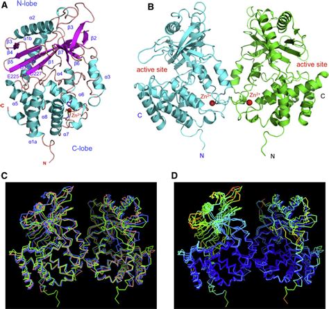 Structure Of Human Cgas Catalytic Domain A Ribbon Representation Of