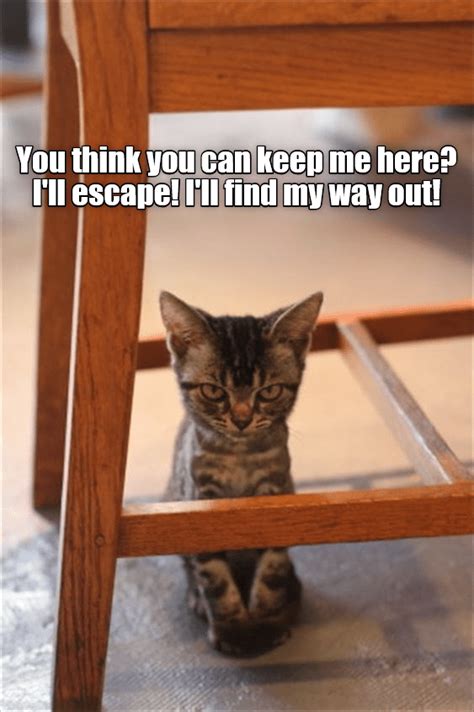 No Prison Can Hold Me Lolcats Lol Cat Memes Funny Cats Funny