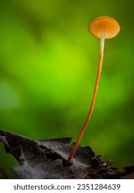 Mycena Acicula Commonly Known Orange Bonnet Stock Photo 2351284639 ...