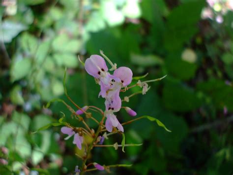 Desmodium Nudiflorum Naked Tick Trefoil