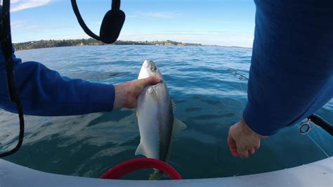 Kingfish And Snapper Today Army Bay Fishing Fishing On Inflatable