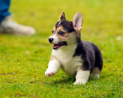 Corgi Puppies 28 | Daniel Stockman | Flickr