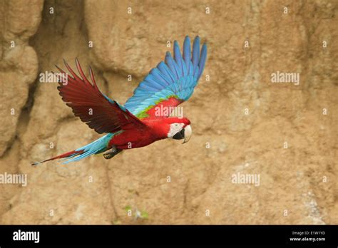 Red And Green Macaw Ara Chloroptera Flying In Peru Stock Photo Alamy