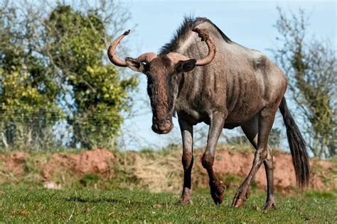 Blue Wildebeest - South Lakes Safari Zoo