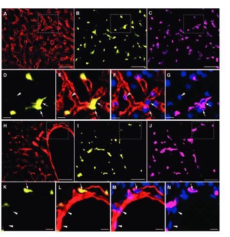 Analysis Of Hepatic Endothelial Cells In Vav Ancestry Mice A C