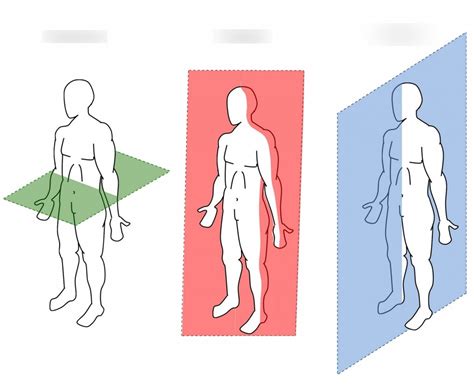 Nasm Chapter 5 Human Movement Science Terms Diagram Quizlet