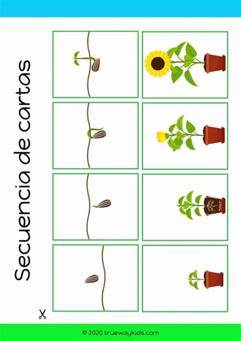 Tarjetas De Ciclo De Vida De La Planta Imprimible Gratis Seeds