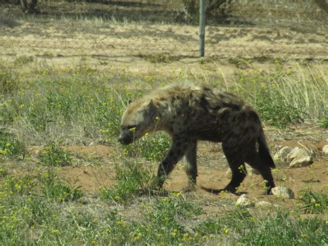 Animals Of Monarto Zoo South Australia Trevors Travels