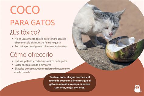 Los gatos pueden comer coco Sí