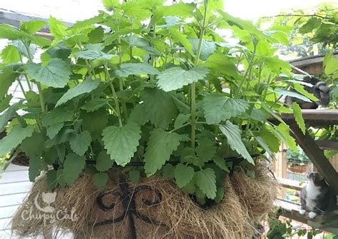 How To Grow Catnip From Seed To Harvest