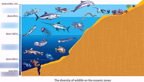 Ocean Layers Diagram Quizlet