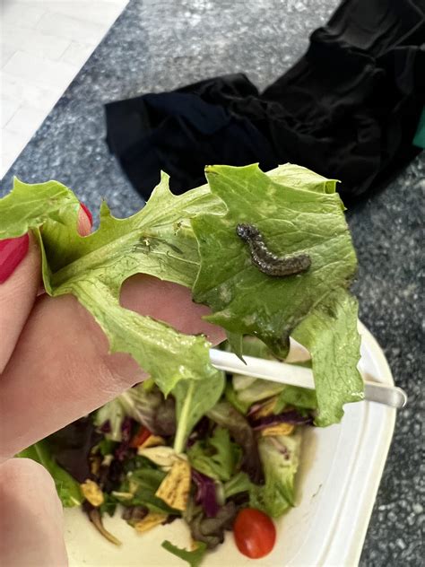 Can Anyone Id This Bug I Found In My Salad Rwhatsthisbug