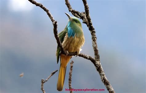 Bird Watching Guide In Chopta Wildlife Uttarakhand