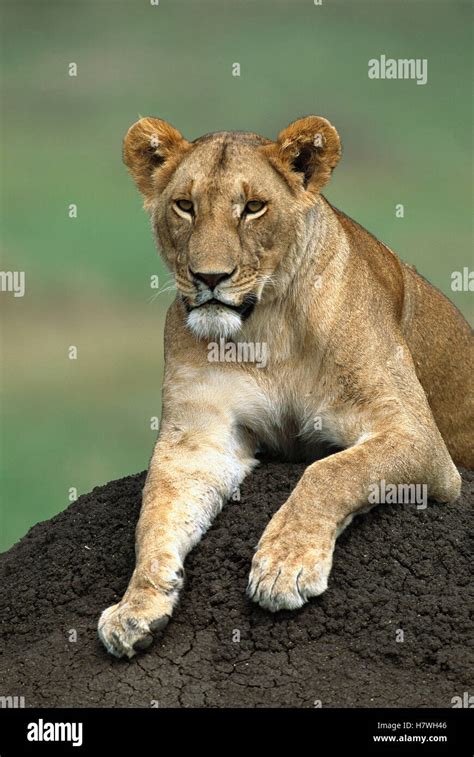 African Lion Panthera Leo Female Portrait Of Adult Female On Termite