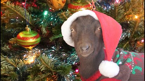 Goat Vs Christmas Tree Youtube