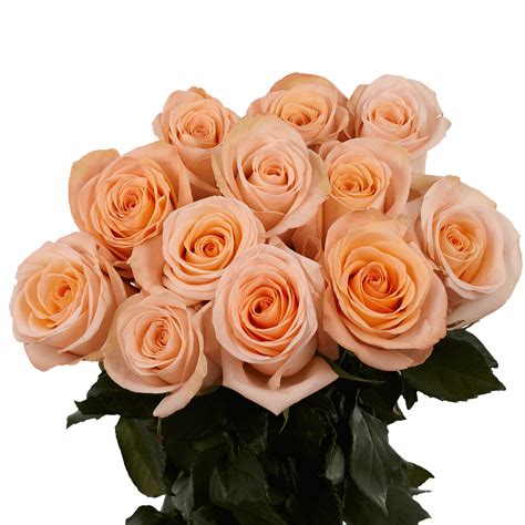 Dozen Peach Roses Delivered for Free | GlobalRose