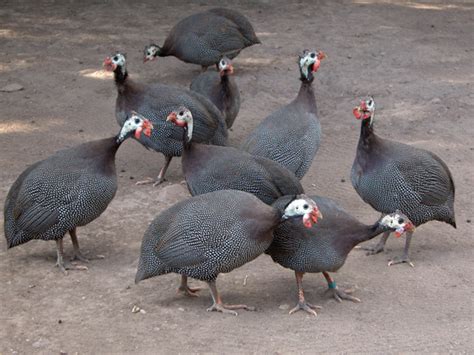 Guinea Fowl
