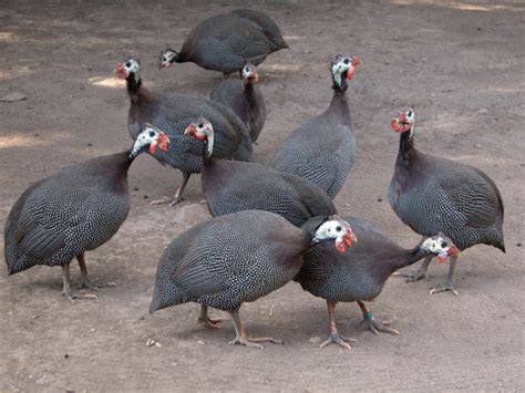 Guinea Fowl