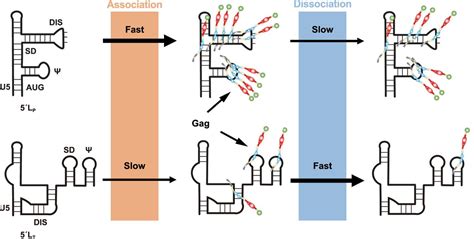 Distinct Gag Interaction Properties Of Hiv 1 Rna 5′ Leader Conformers