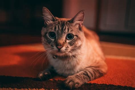 Картинка: Уши животных, Коты, Животные, Sony a7, Кошачьи уши