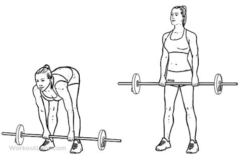 Stiff Legged Barbell Deadlift Illustrated Exercise Guide Workoutlabs