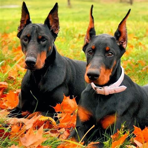 Saint Bernard Doberman Mix