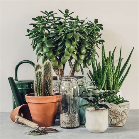 Collection Of Various Cactus And Succulent Plants In Different Pots