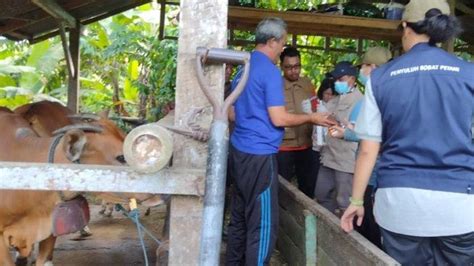 Ambil Sampel Darah Sapi Jembrana BBVet Denpasar Lakukan Penelitian